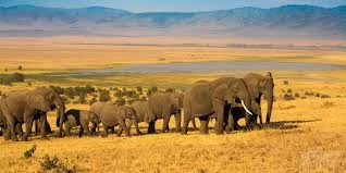 Tarangire National Park