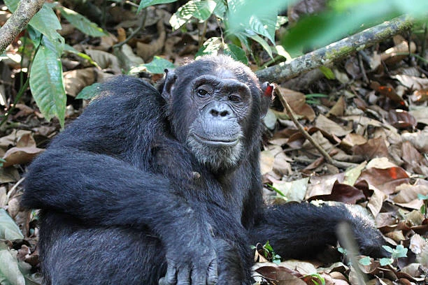 Mahale Mountains National Park