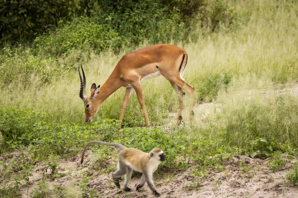Saadani National Park