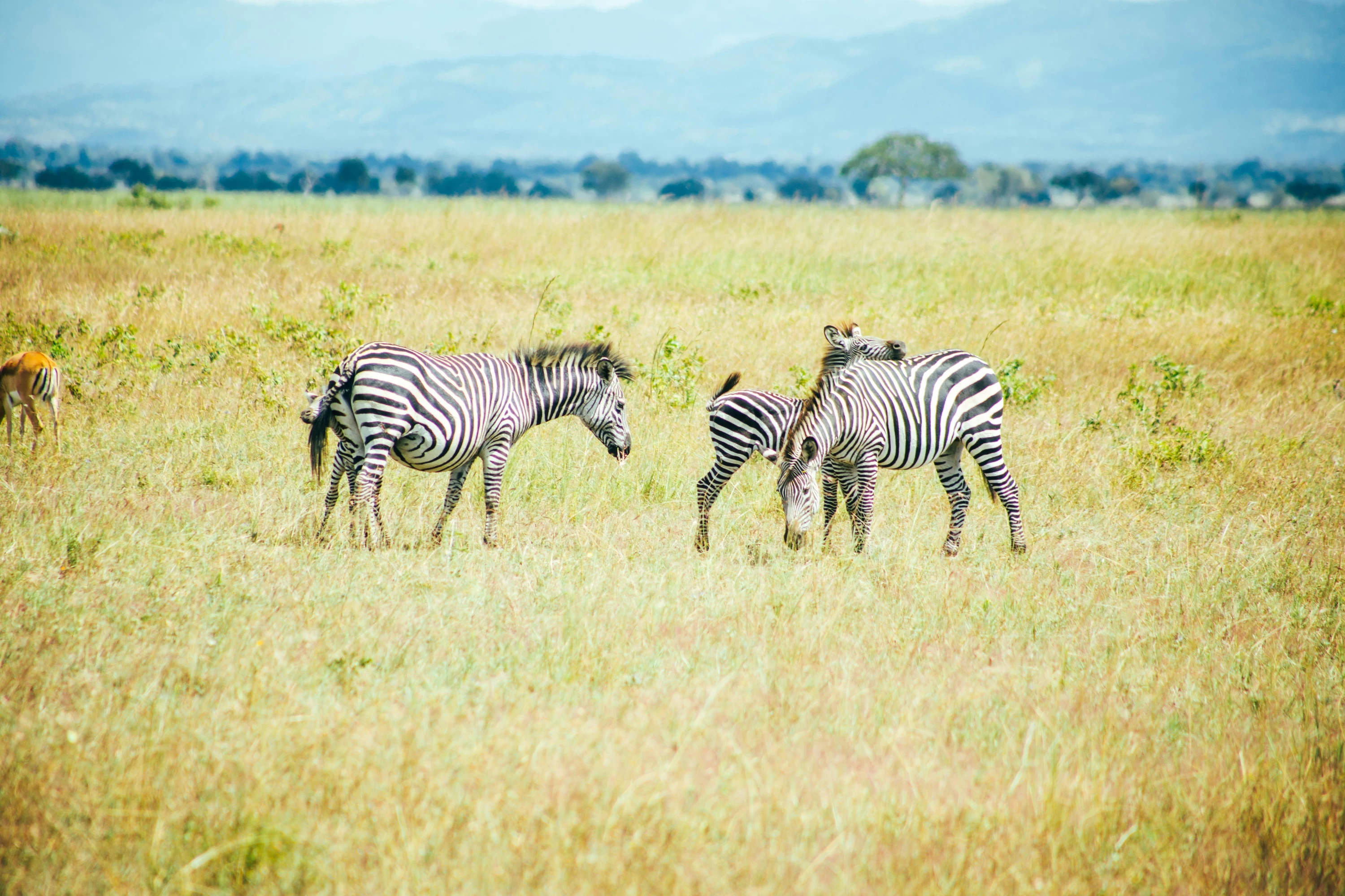 Kitulo National Park