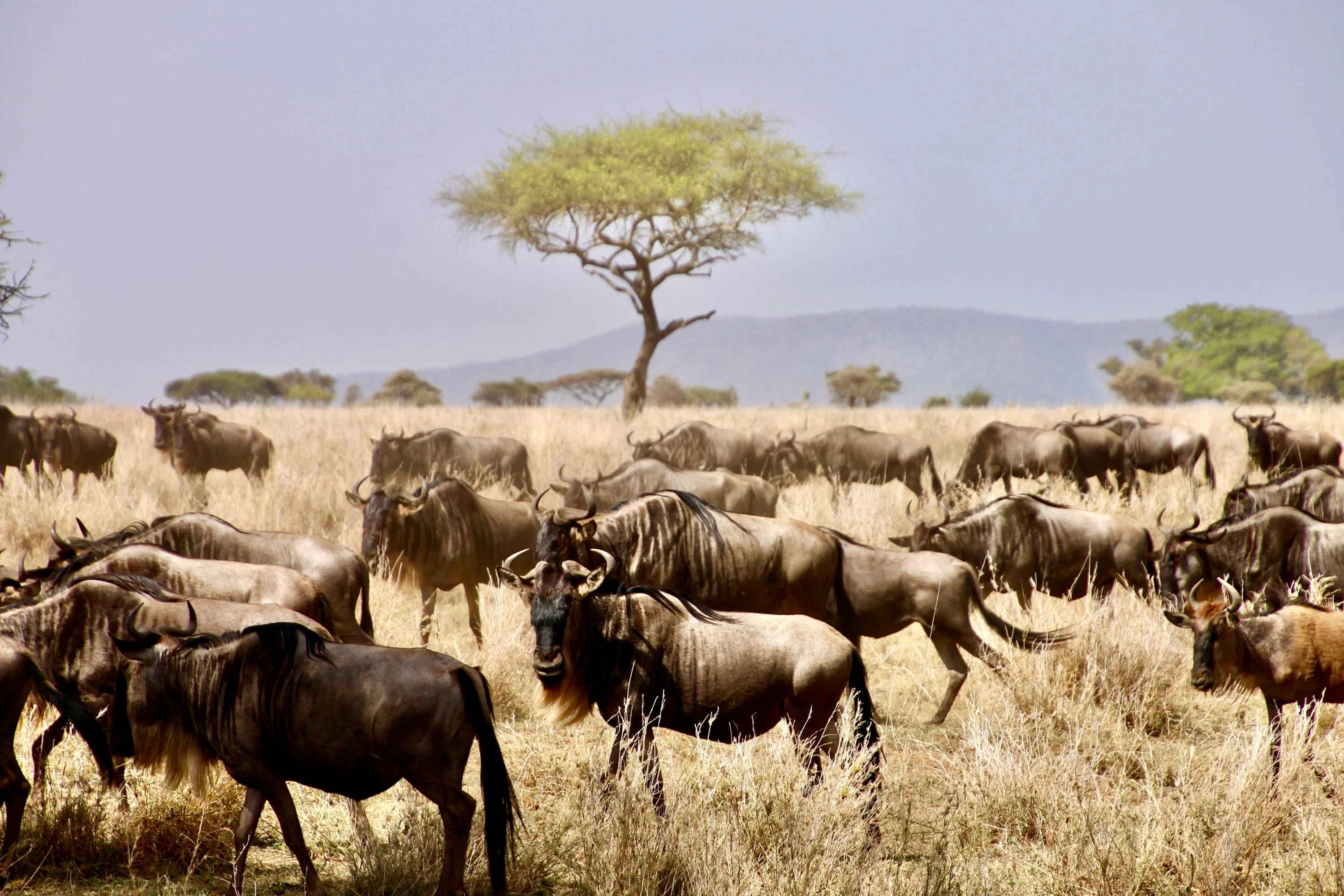 Serengeti Migration Safari