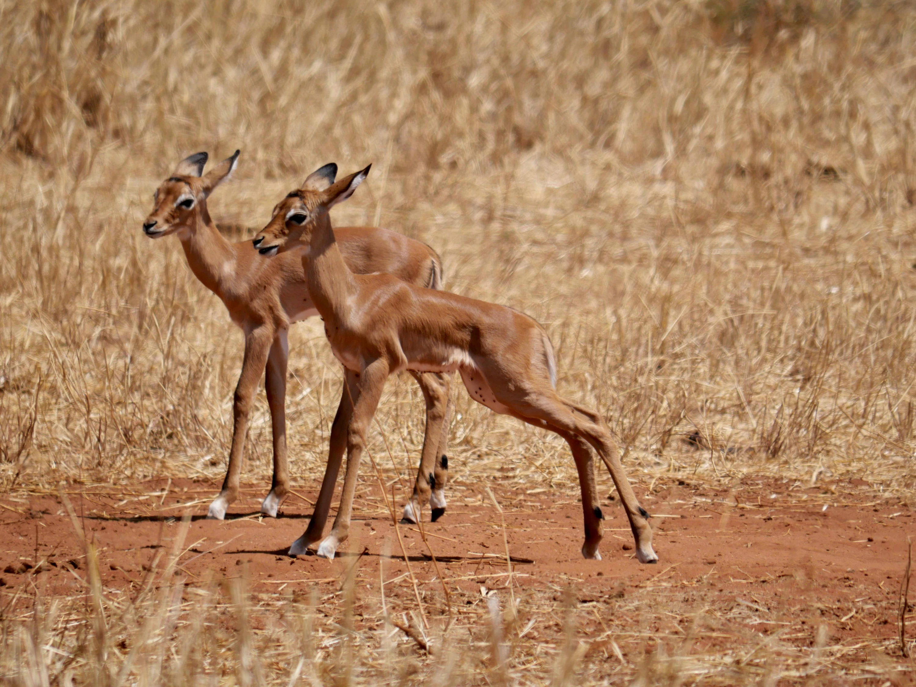 Serengeti Migration Safari