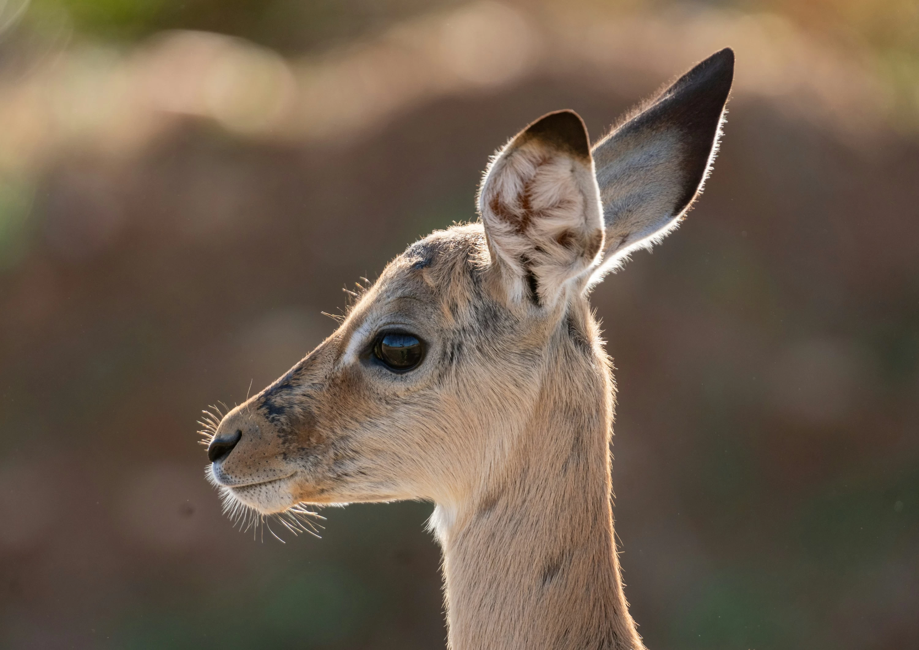 Serengeti Migration Safari