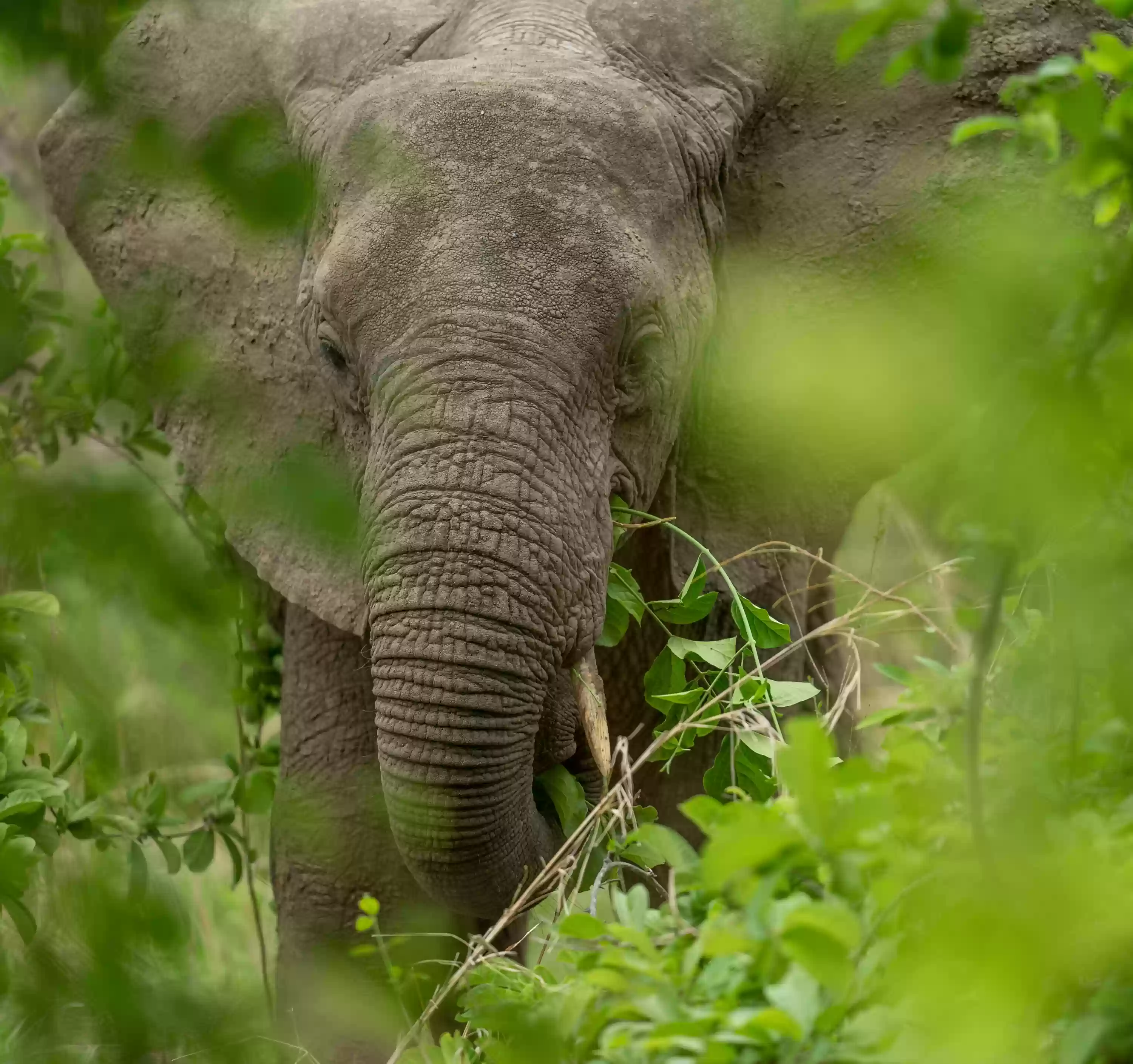 10-day Ultimate Northern Tanzania Safari